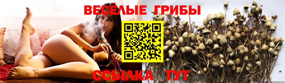 Псилоцибиновые грибы Cubensis  Вход с VPN  Тула 